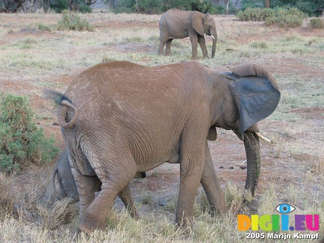 14092 Young elephant behind mother